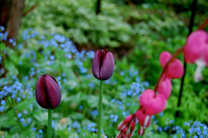 romantischer-Garten-Narzissen-Tulpen