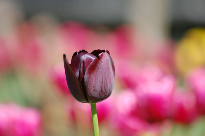 schwarze-Tulpe-Frühling-frisch-herrlich