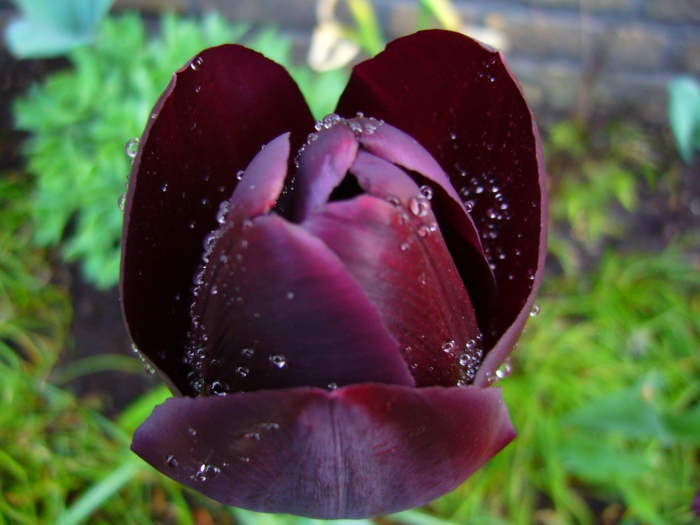 schwarze-Tulpe-Regentropfen-frisch-Morgen-Frühling