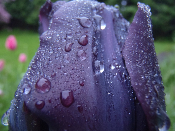 schwarze-Tulpe-Regentropfen-romantisch-Nostalgie-Morgen-frische-Luft-Frühling