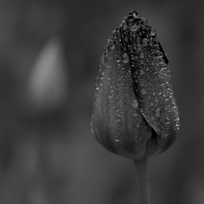 schwarze-Tulpe-Regentropfen-romantisch-nostalgisch-traurig