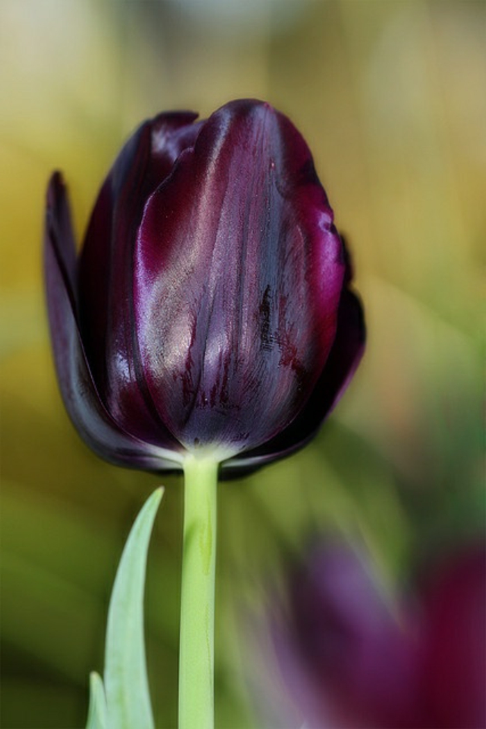 schwarze-Tulpe-romantisch-zärtlich-nostalgisch-faszinierend