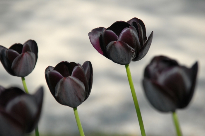 schwarze-Tulpen-Park-Garten-schön-herrlich-Frühling