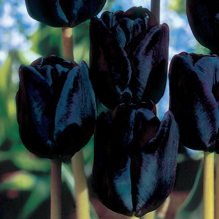 schwarze-Tulpen-schwarzes-Satin-weich-zärtlich-romantisch