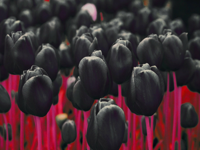 schwarze-Tulpen-traurig-schön-kontrastierend