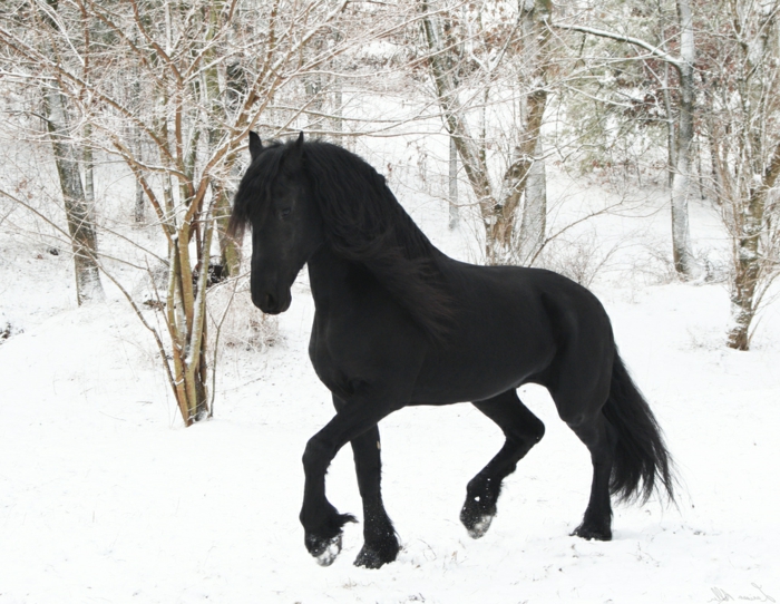 schwarze-pferde-im-schnee