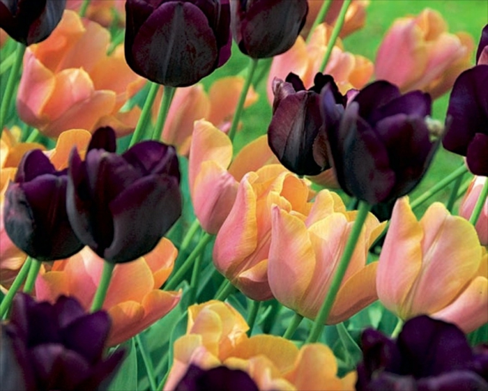 Garten-Tulpen-süße-Nuancen