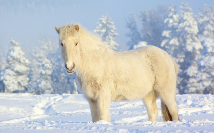 schönes-pferd-im-weißen-schnee