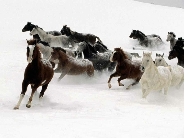 sehr-viele-pferde-im-schnee