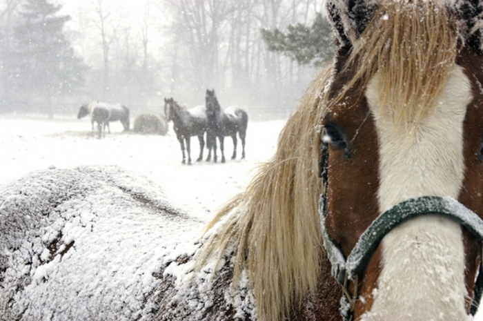tolles-bild-von-einem-pferd-im-schnee