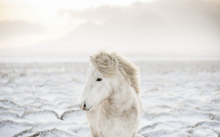 tolles-foto-pferde-im-schnee