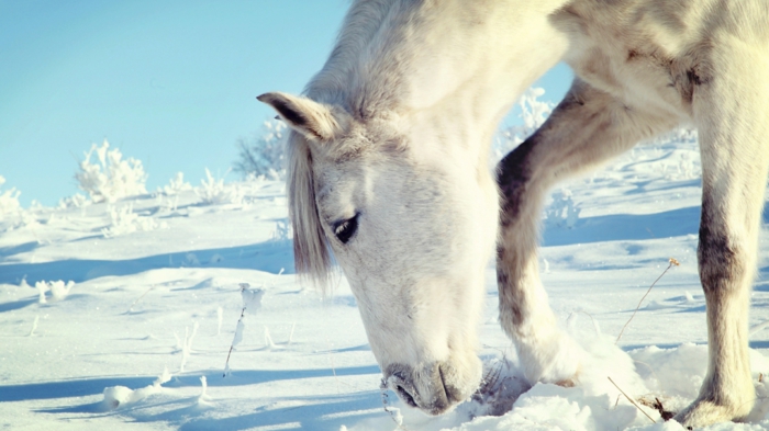 weißer-pferd-im-schnee
