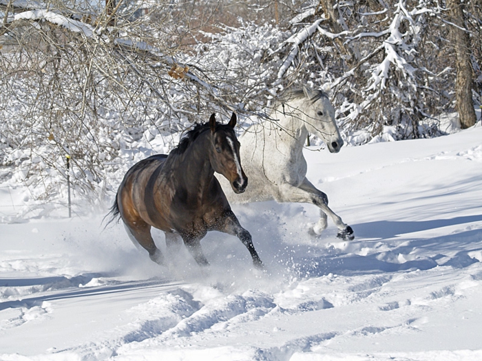super tolles foto - zwei schöne pferde