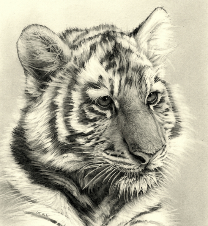 zeichnungen-mit-bleistift-ein-tiger