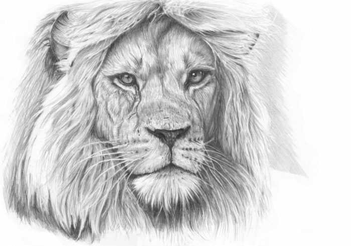 zeichnungen-mit-bleistift-eine-wundervolle-löwe