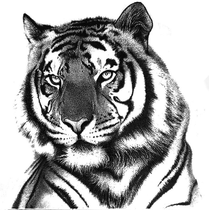 zeichnungen-mit-bleistift-tiger-weiß-und-schwarz