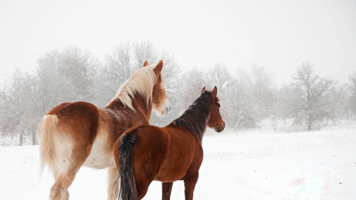 zwei-braune-pferde-im-schnee