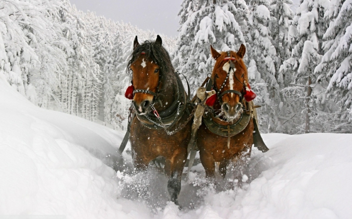 zwei-braunepferde-im-schnee-tolles-foto