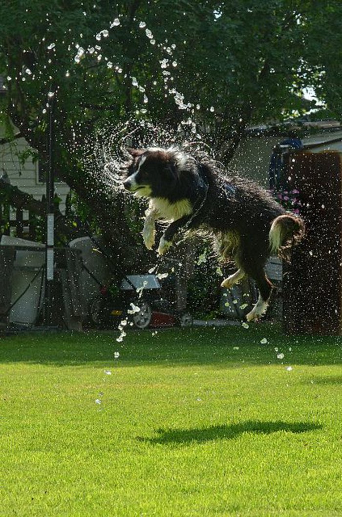 Bilder-von-Hunden-spielen-im-Garten-Wasser