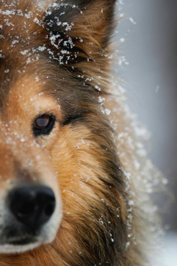 Hunderassen-mit-Bild-schönes-Foto-Hund-Schnee