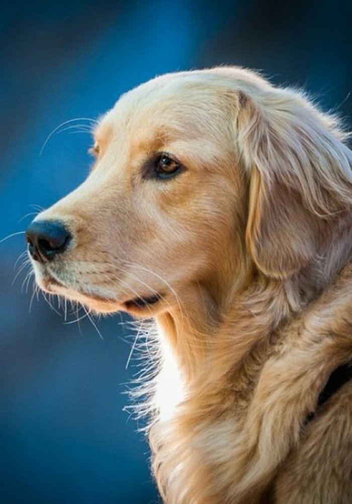 coole-Bilder-von-Hunden-Golden-Retriever-süßes-Gesicht-fantastisches-Foto