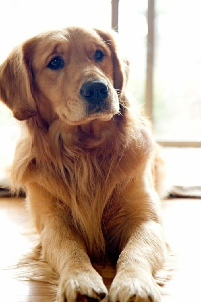 coole-Bilder-von-Hunden-Golden-retriever-süßes-Gesicht