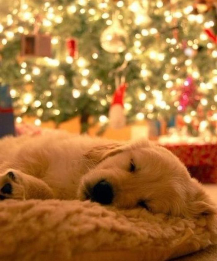 coole-Bilder-von-Hunden-golden-retriver-schlaffen-gemütlich-Weihnachtsdekoration