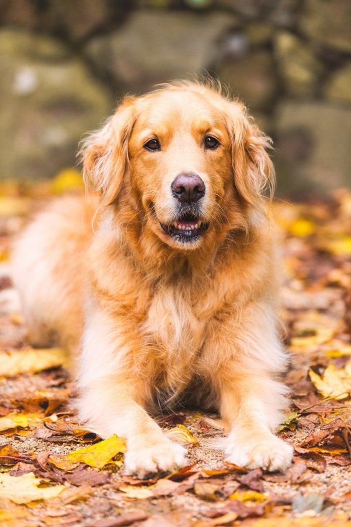coole-Hunde-Bilder-Hund-Herbst-bunte-Blätter