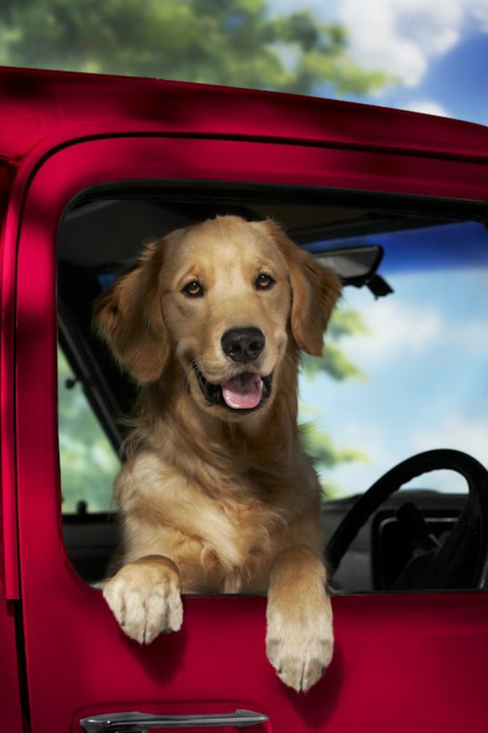 coole-Bilder-von-Hunden-Hund-rotes-Auto-Schauen-durchs-Fenster