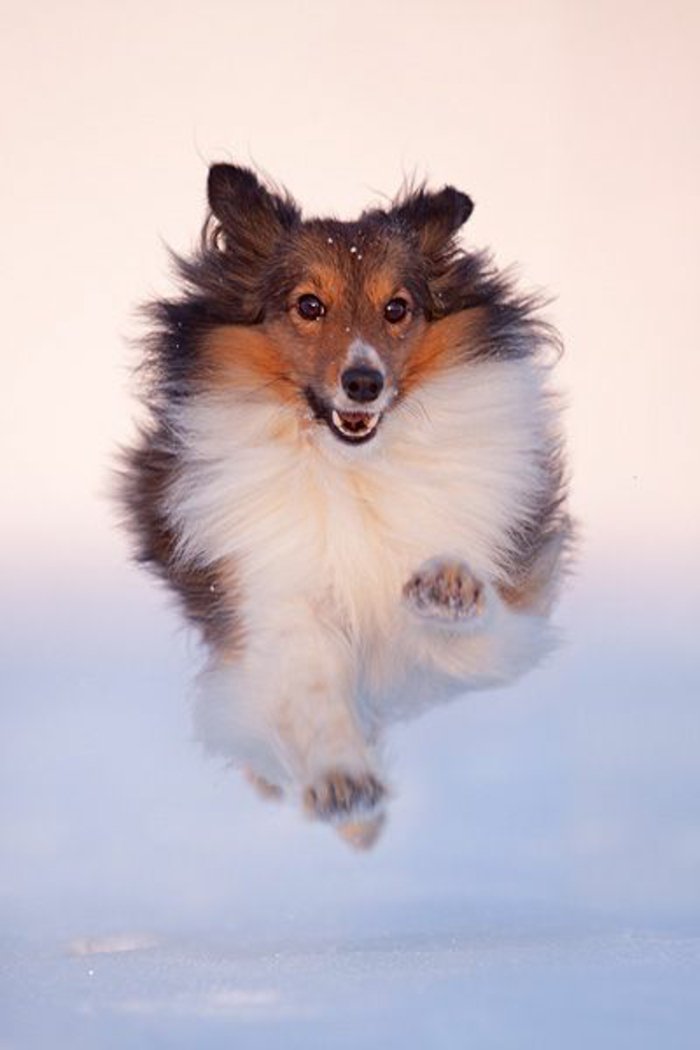 coole-Bilder-von-Hunden-Lauf-im-Schnee-richtiger-Augenblick