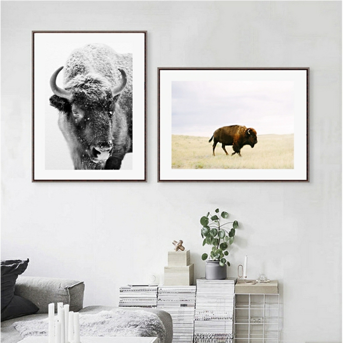 Zwei gerahmte Fotografien von Bisons, schwarz weiß und farbig, Wandbilder Wohnzimmer, weiße Wand