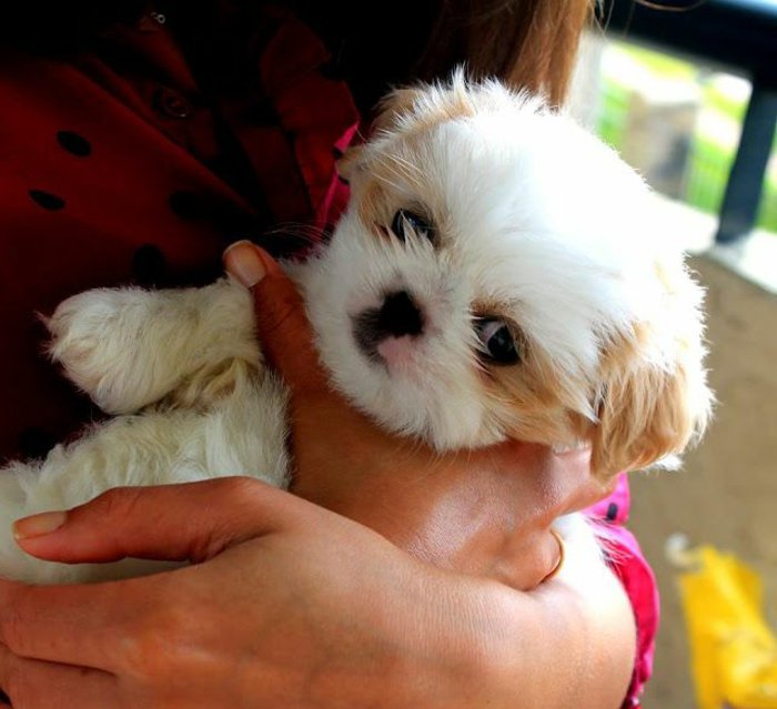 Image result for Shih Tzu Hund Umarmung