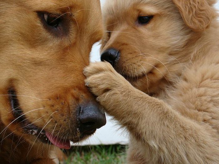 Die süßesten Bilder von Hunden!