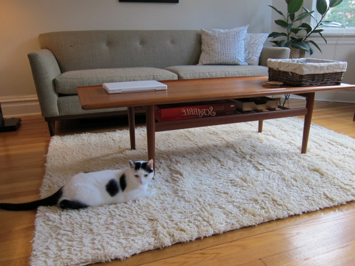 schlichtes-Wohnzimmer-Interieur-graues-Sofa-Teppich-weiß-Katze