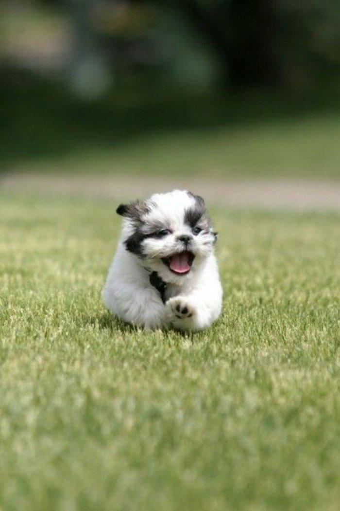 süße-Bilder-von-Hunden-Shih-Tzu-Gras-Garten-laufen-spielen-cooles-Foto