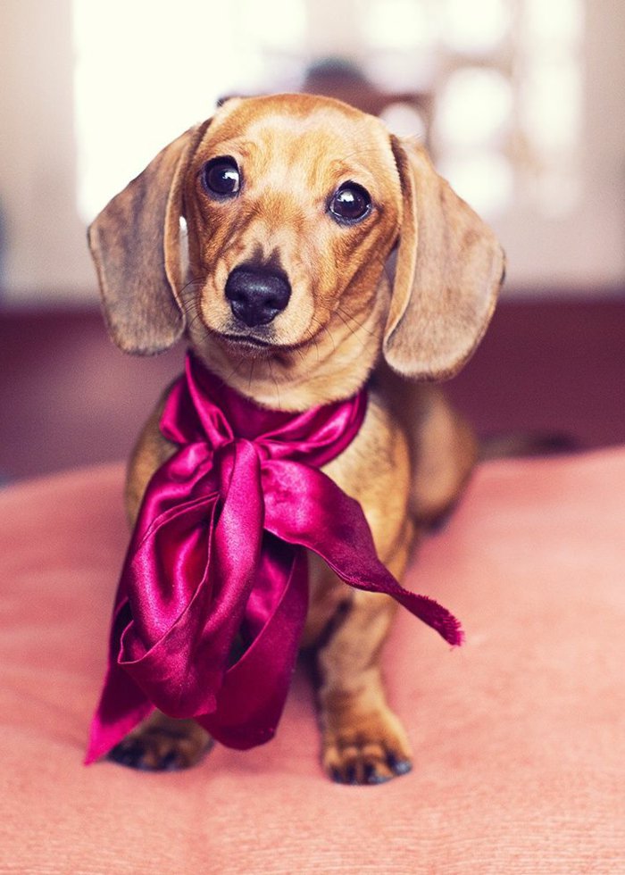 süße-Bilder-von-Hunden-kleiner-brauner-Dackel-Band-Zyklamen-Farbe-Satin-schönes-Foto