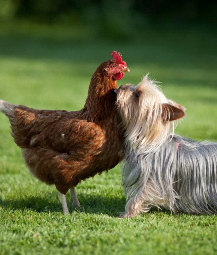 süße-Hundebilder-Yorkshire-Terrier-Huhn-lustiges-Foto-Grass-Treffen