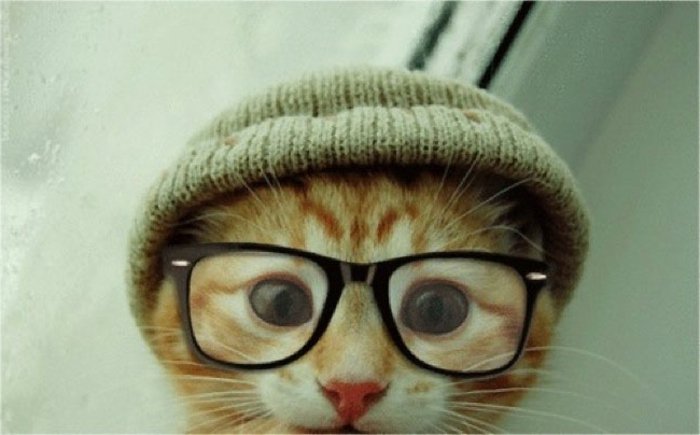 süßes-Kätzchen-hornbrille-gestrickter-Hut-hipster-style-lustiges-Foto