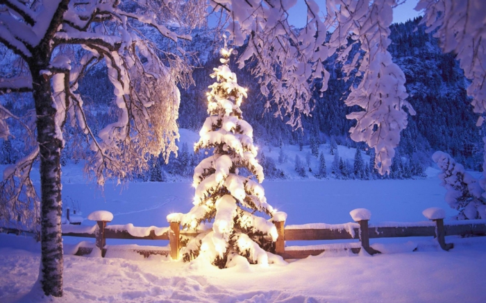 weihnachtsbaum-mit-beleuchtung-außen-beleuchtung