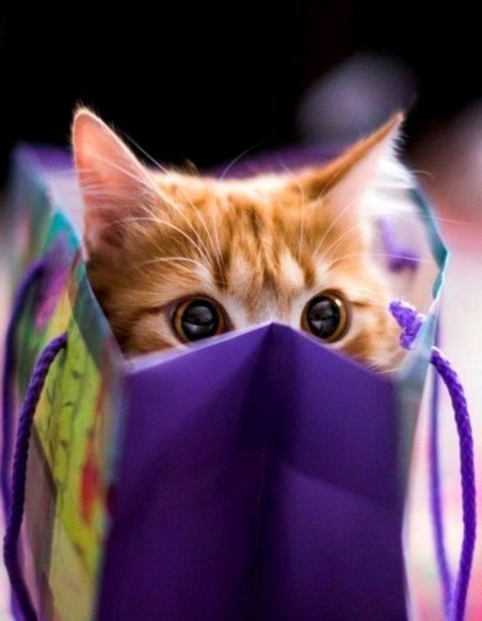 Überraschung-neugierige-Katze-als-Geschenk