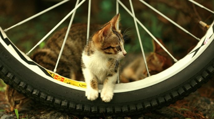 02-süßes-Katzen-Baby-Fahrrad-cooles-Foto-süße-Katzen