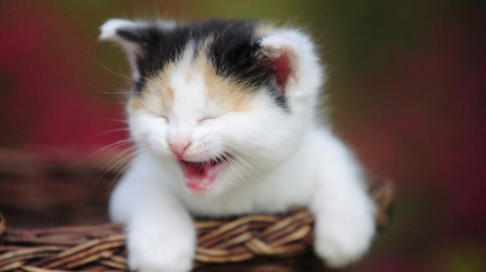 06-lustige-Katzenbilder-weißes-lachendes-Kätzchen