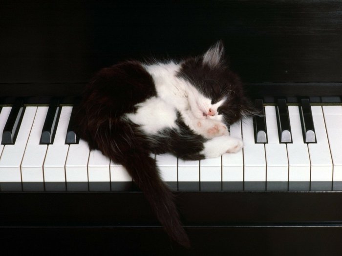 07-süße-Katzenbabys-auf-dem-Klavier-schlafendes-Kätzchen