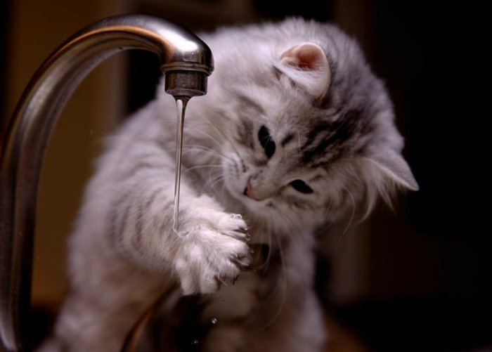 09-lustige-Katzen-Kätzchen-spielend-mit-dem-Wasser