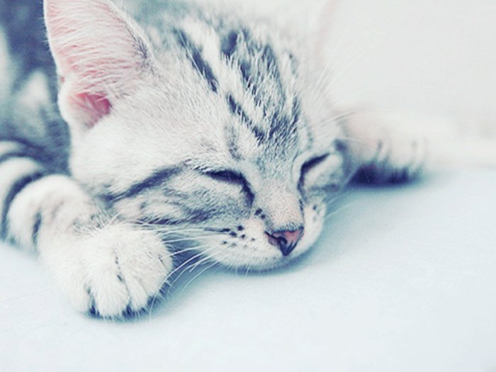 10-süße-Katzenbabys-schlafendes-Kätzchen