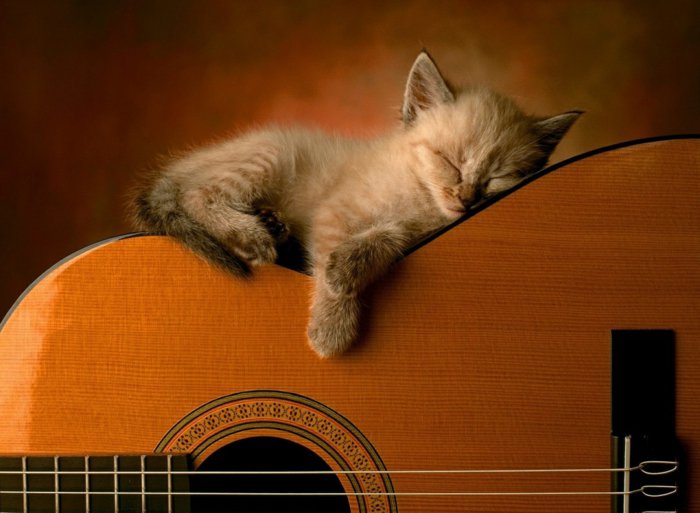 12-süße-Bilder-von-Babykatzen-Kätzchen-schlafend-auf-der-Gitarre