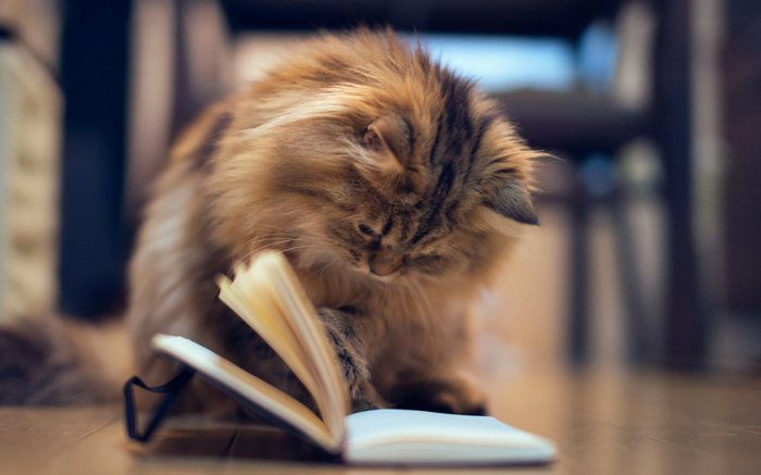 13-süße-Bilder-von-Babykatzen-Kätzchen-lesend-Buch
