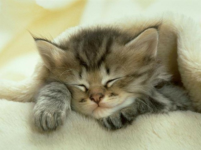 Bilder-von-Babykatzen-schlafendes-Kätzchen