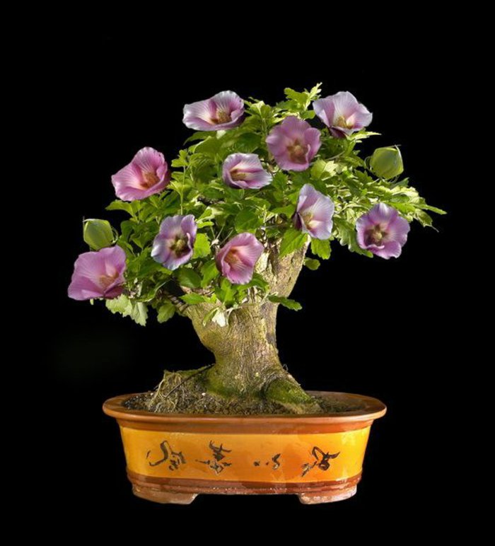 Bonsai-mit-herrlichen-lila-Blüten-für-zu-Hause