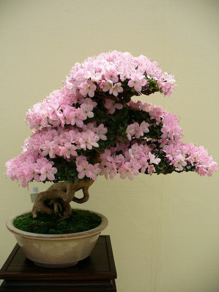 Bonsai-mit-zärtlichen-rosa-Blüten